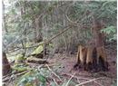 Lt 28 Pat Burns Ave - Image 10