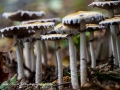 mushrooms1 131018-001