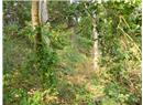 Lt 31 Ruxton Island - Image 8