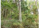 Lt 31 Ruxton Island - Image 9